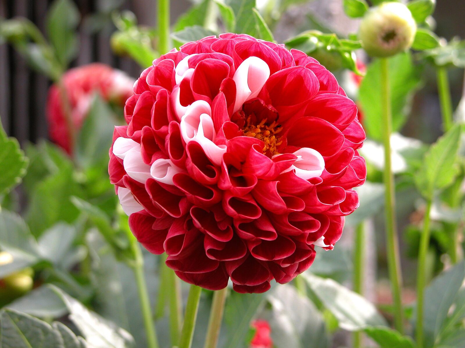 Nikon E5700 sample photo. Dalia, flower, red photography