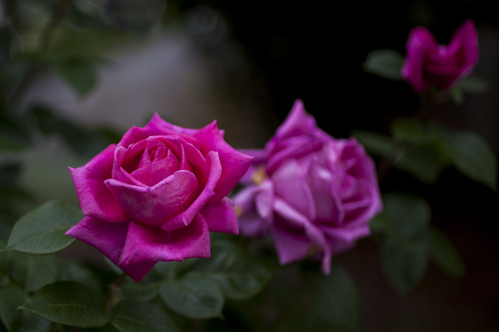 Canon EF 50mm F2.5 Macro sample photo. Red, roses photography