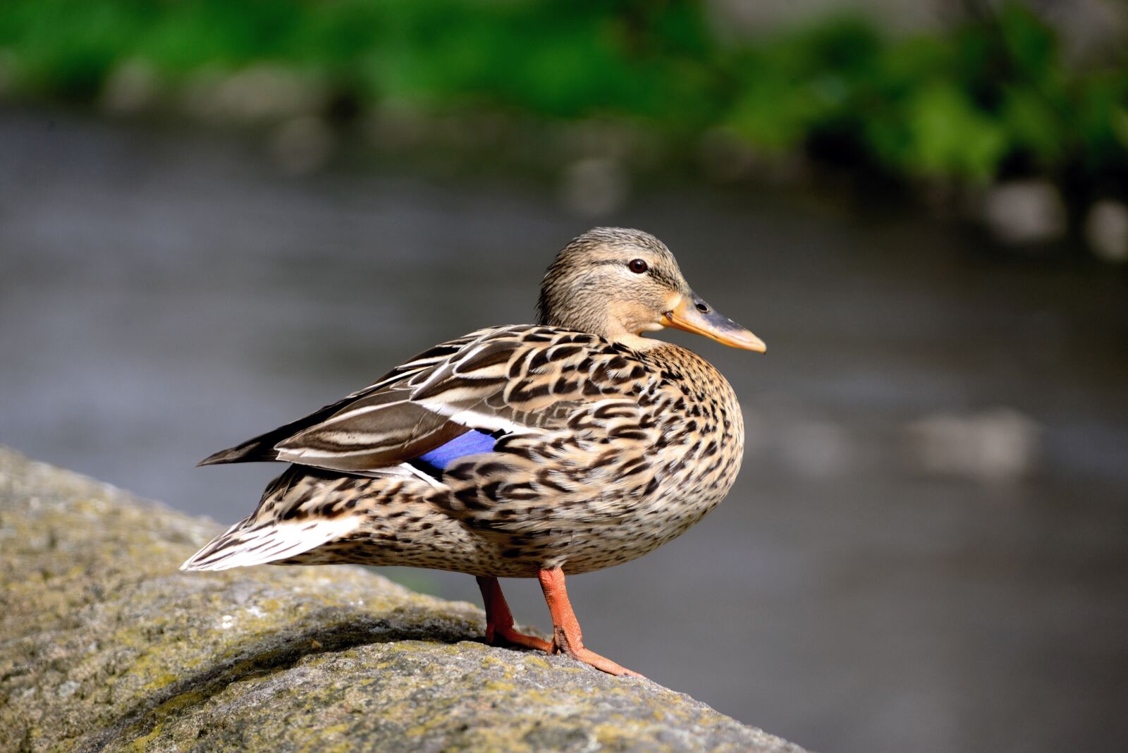 Nikon D610 sample photo. Duck, mallard, female mallard photography