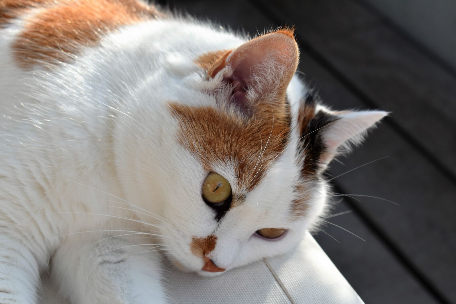 Nikon D5500 sample photo. Cat, animal, pet photography