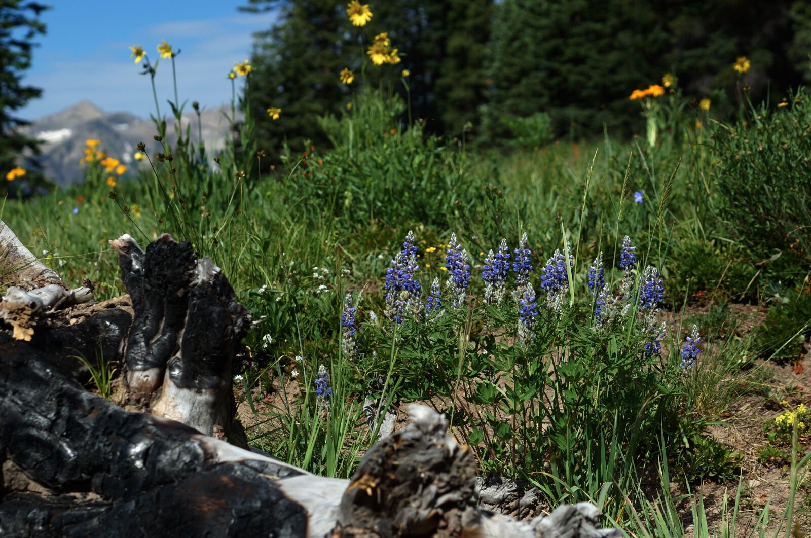 Sony SLT-A65 (SLT-A65V) sample photo. Bloom, flower, wild photography