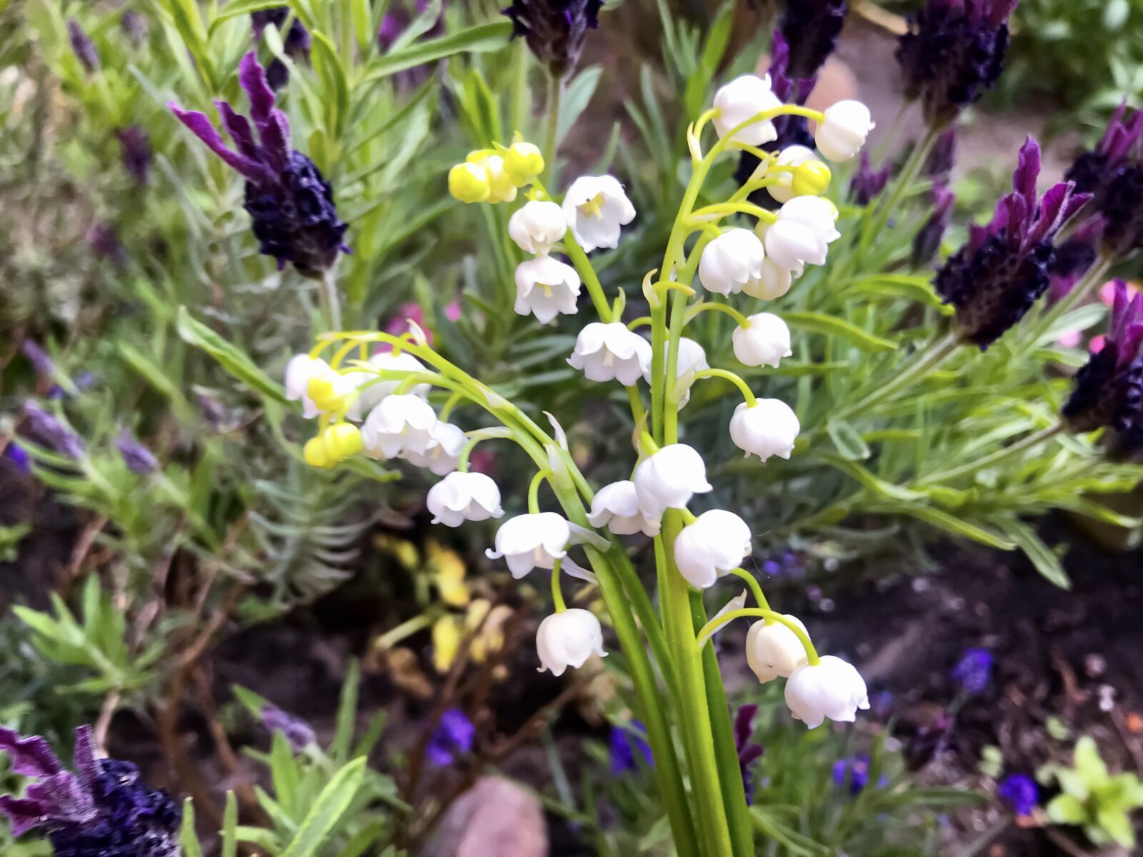 iPhone 7 back camera 3.99mm f/1.8 sample photo. Lily of the valley photography