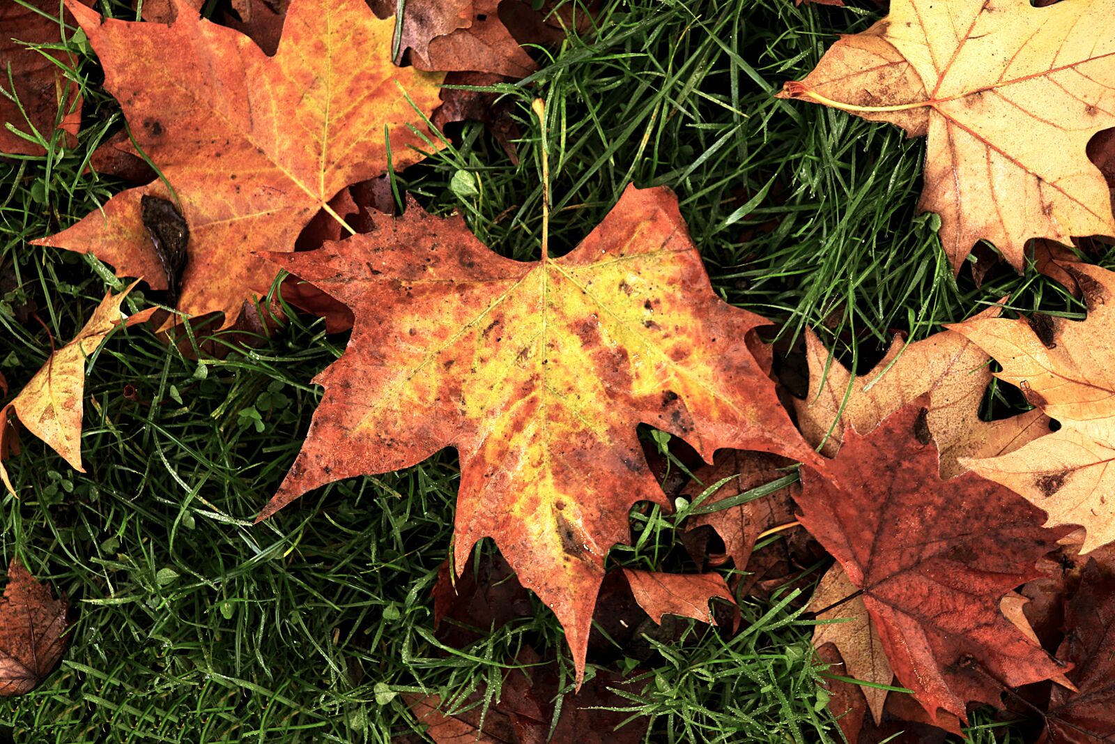Canon EOS 800D (EOS Rebel T7i / EOS Kiss X9i) sample photo. Autumn leaves, fall colors photography
