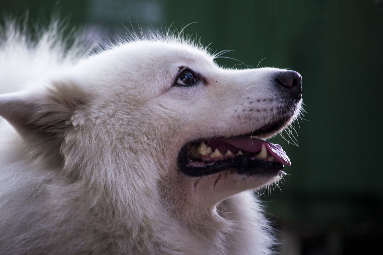 Canon EOS 60D sample photo. Pet, white dog, poodle photography
