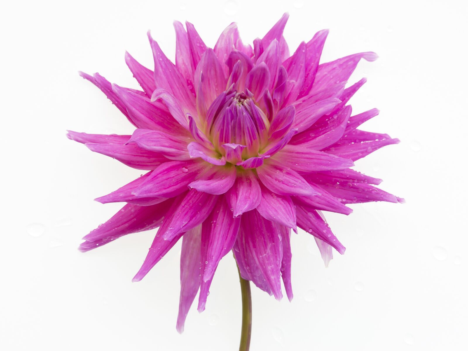 Canon EF-S 55-250mm F4-5.6 IS STM sample photo. Dahlia, pink, flower photography