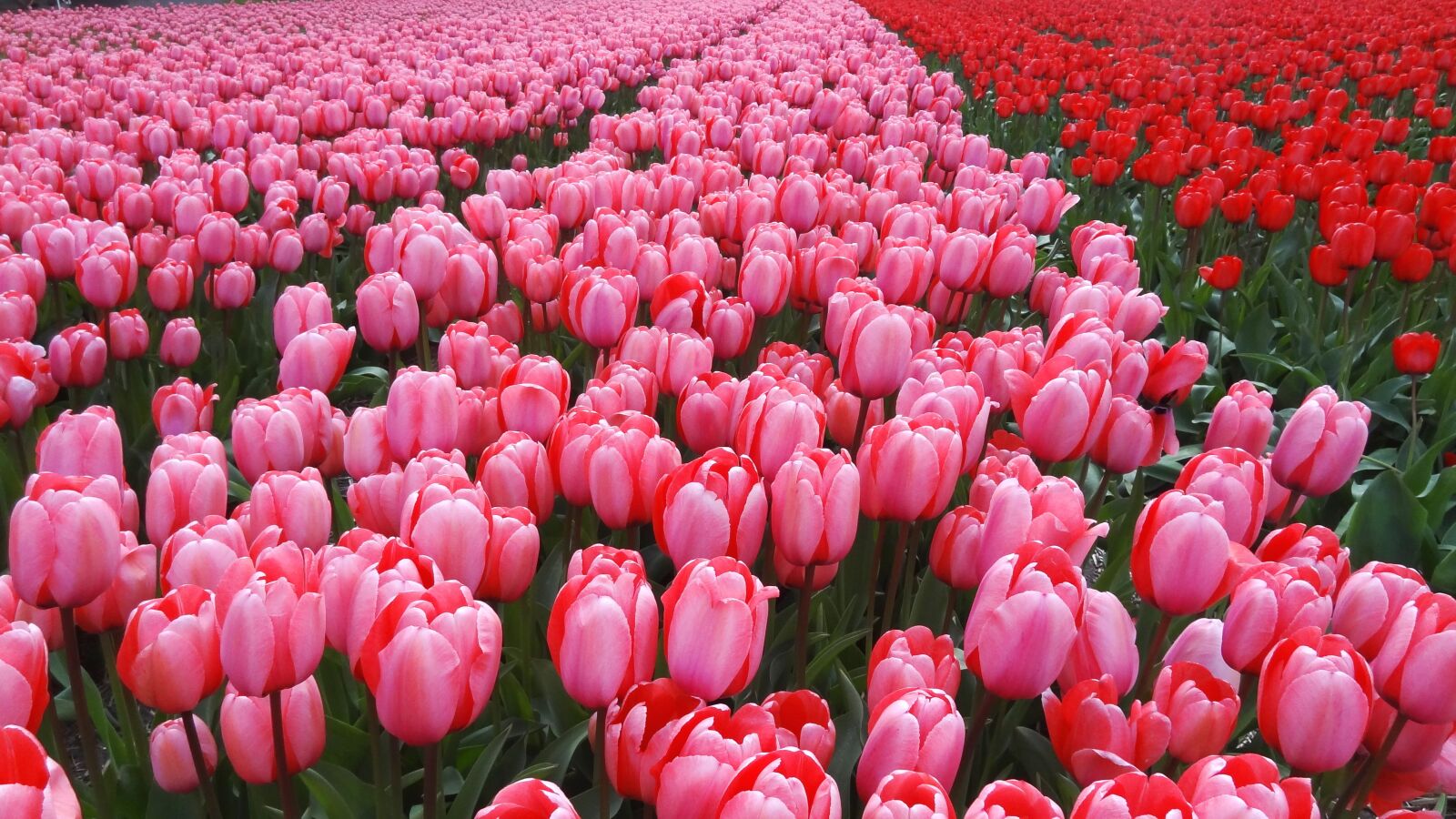 Sony Cyber-shot DSC-HX9V sample photo. Netherlands, spring, tulips photography