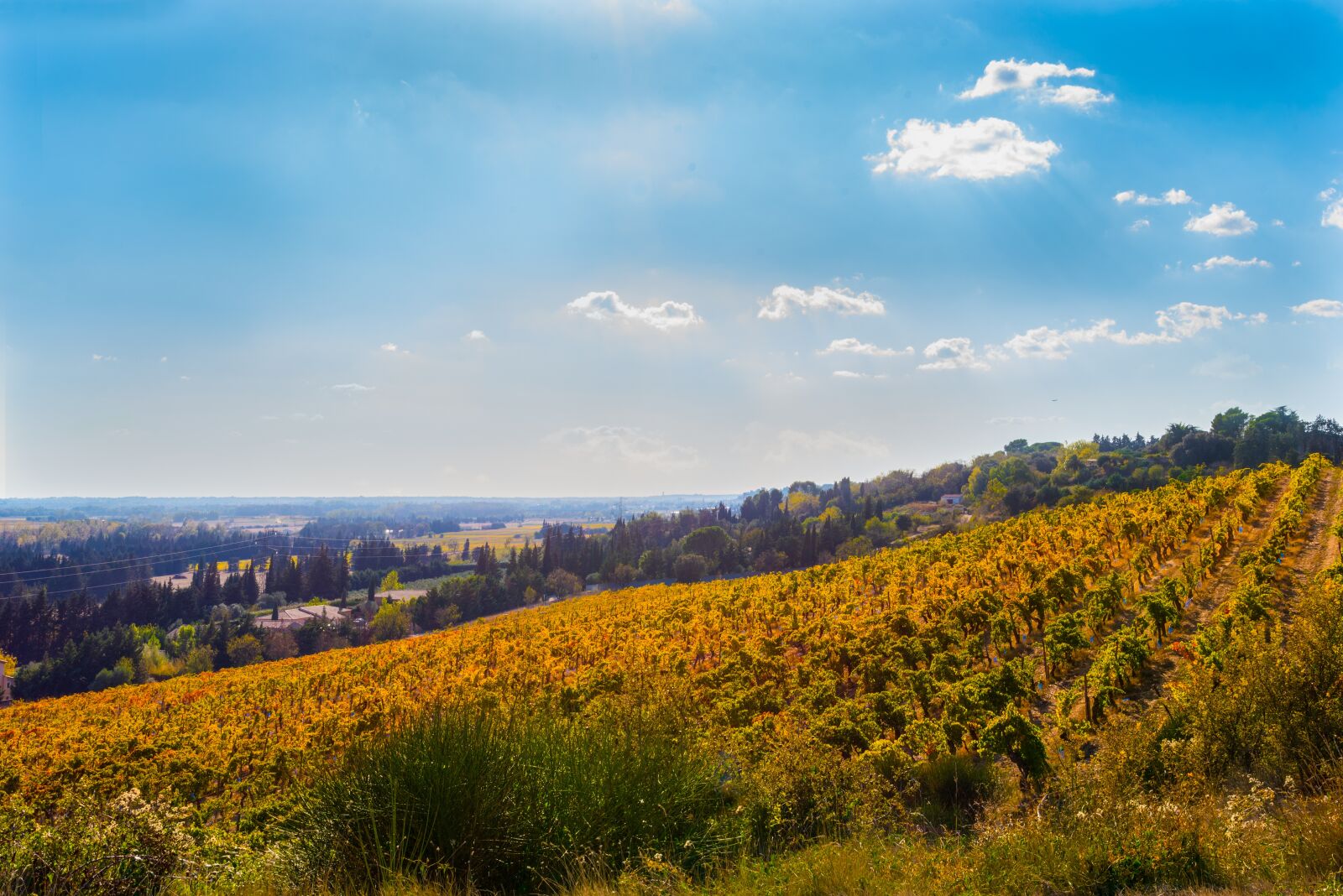 Nikon D750 sample photo. Vines, fall, vineyard photography