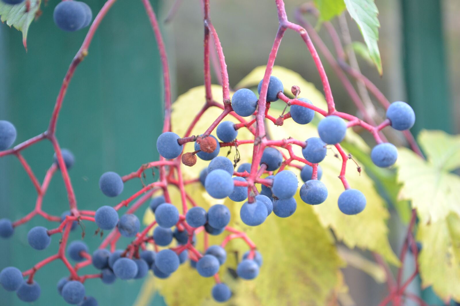 Nikon D3100 sample photo. Grape, wild, plant photography