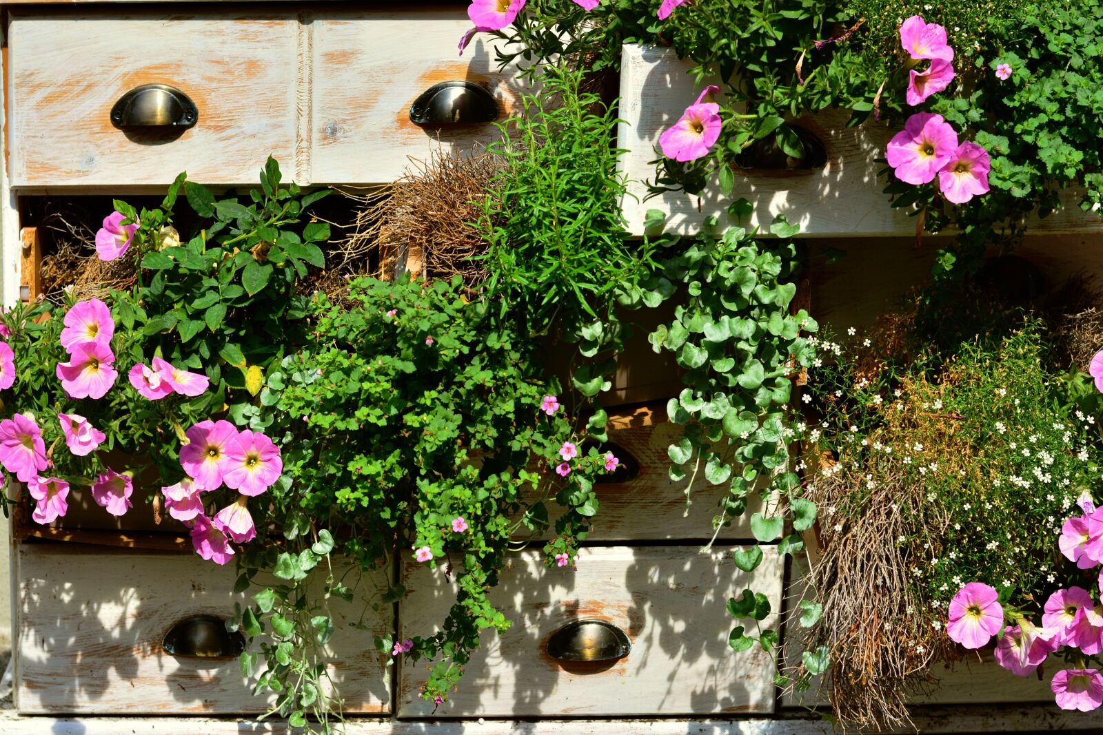 Nikon D5200 sample photo. Petunia, balcony plants, summer photography