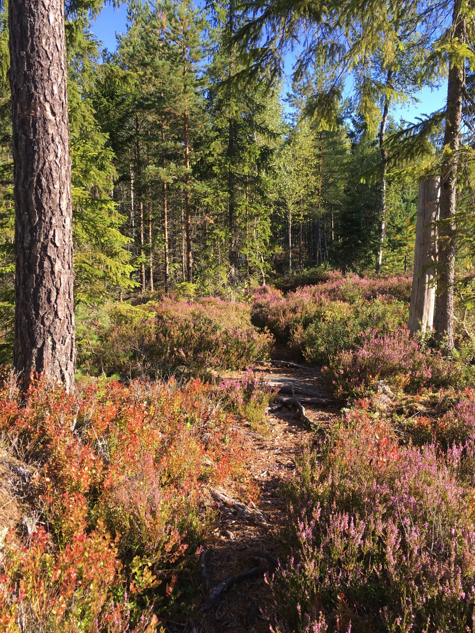 Apple iPhone 6s sample photo. Tree, forest, footpath photography