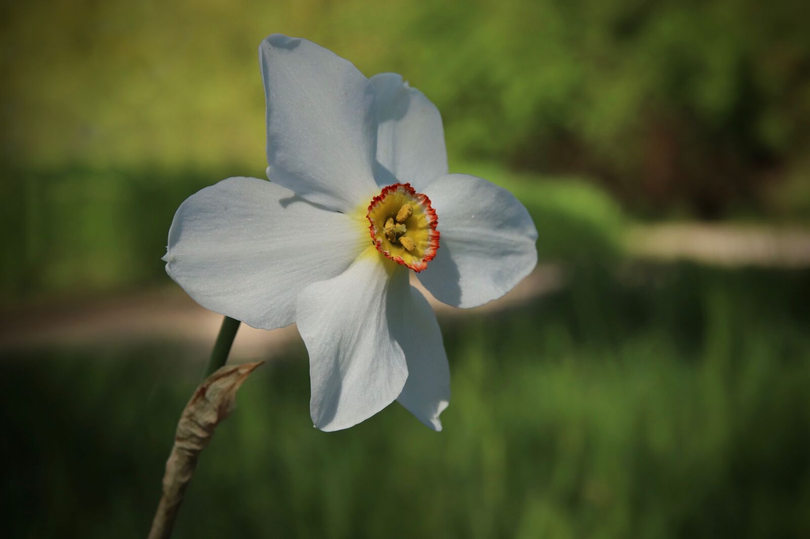 Canon EOS 800D (EOS Rebel T7i / EOS Kiss X9i) sample photo. Narcissus, blossom, bloom photography