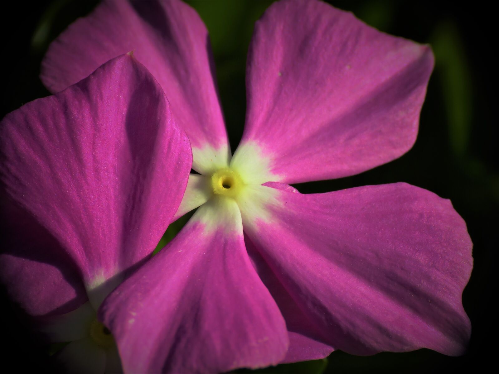 Canon PowerShot SX60 HS sample photo. Macro, flower, purple photography