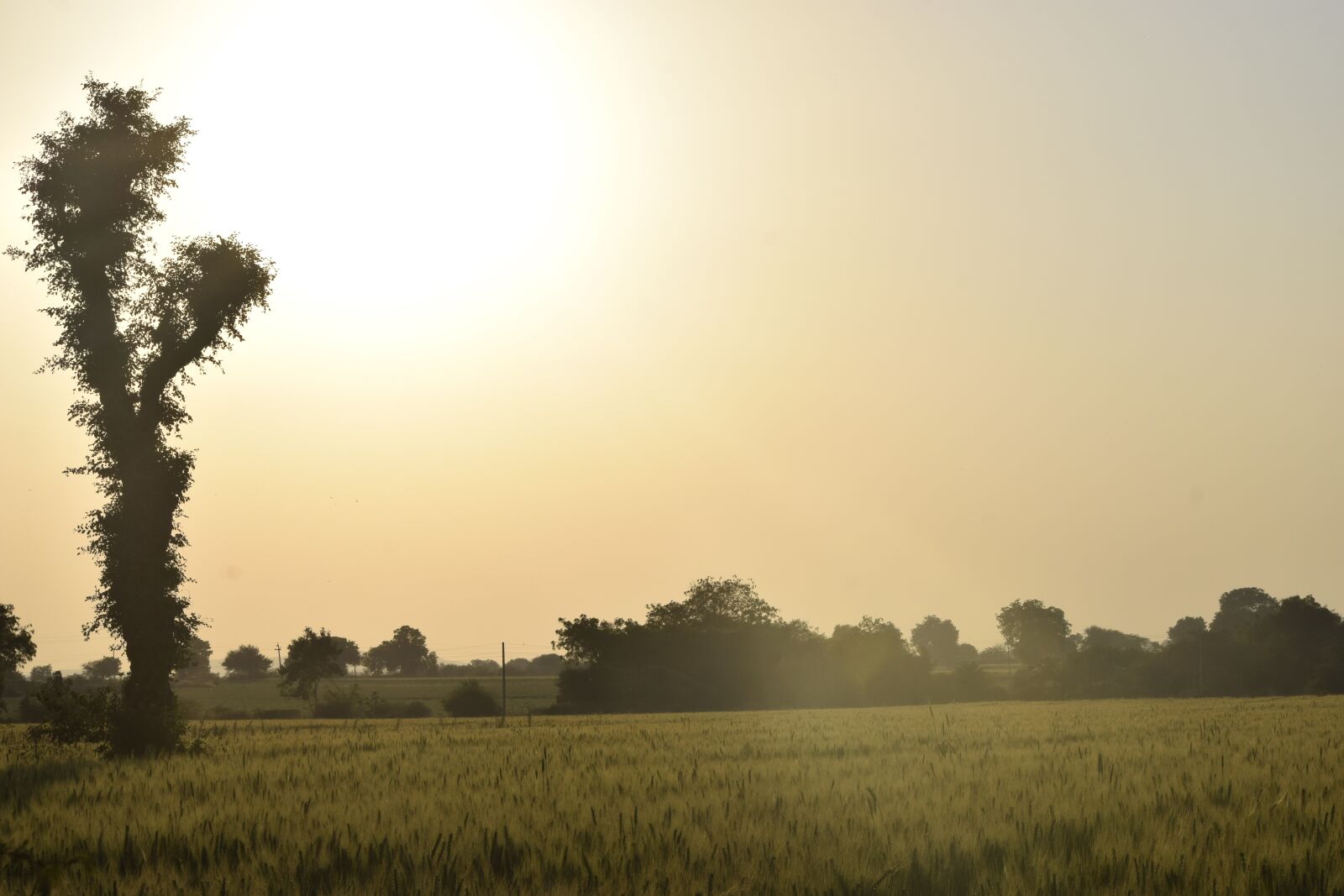 Nikon D5300 sample photo. Greenery, landscape, nature photography