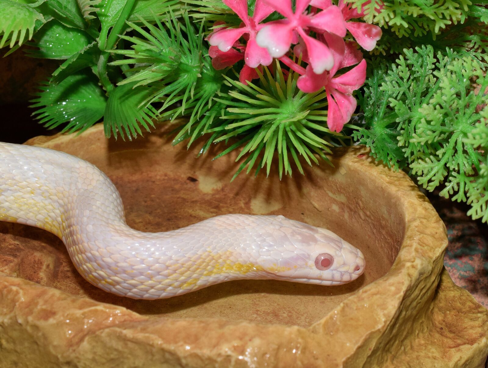 Nikon D5300 sample photo. Snake, snakehead, scale photography