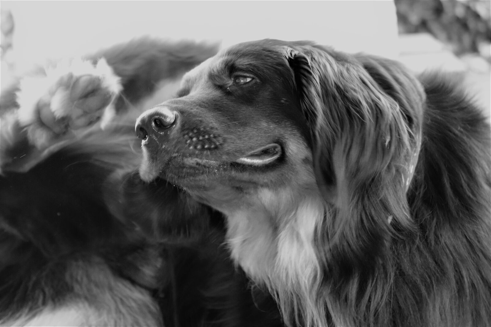 Canon EOS 200D (EOS Rebel SL2 / EOS Kiss X9) sample photo. Dog, hovawart, scratch photography