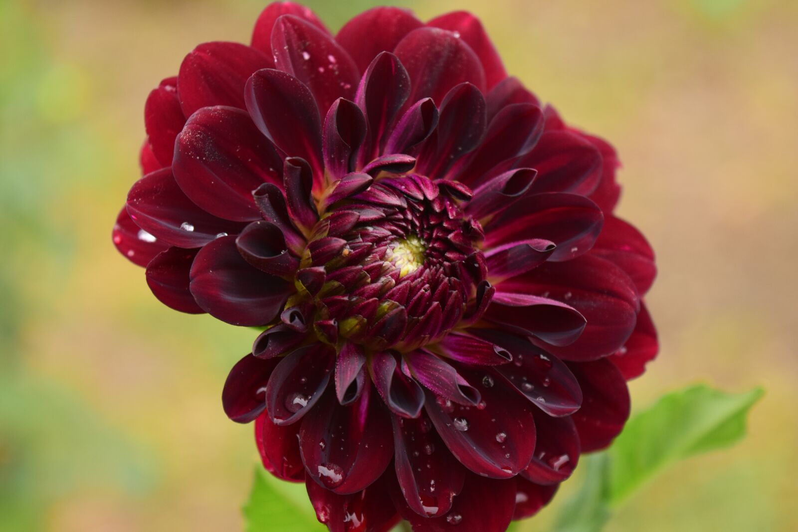 Nikon D3300 sample photo. Dahlia, blossom, bloom photography