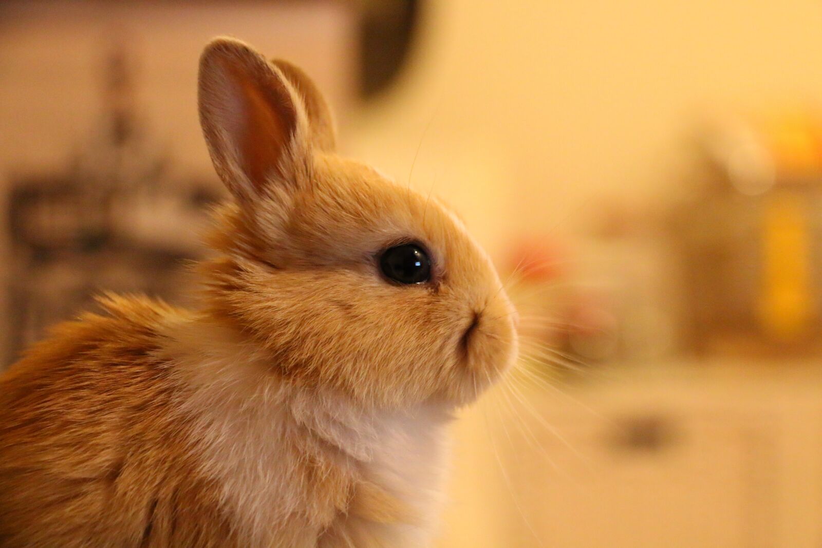 Canon EOS 70D sample photo. Rabbit, animal, cute photography