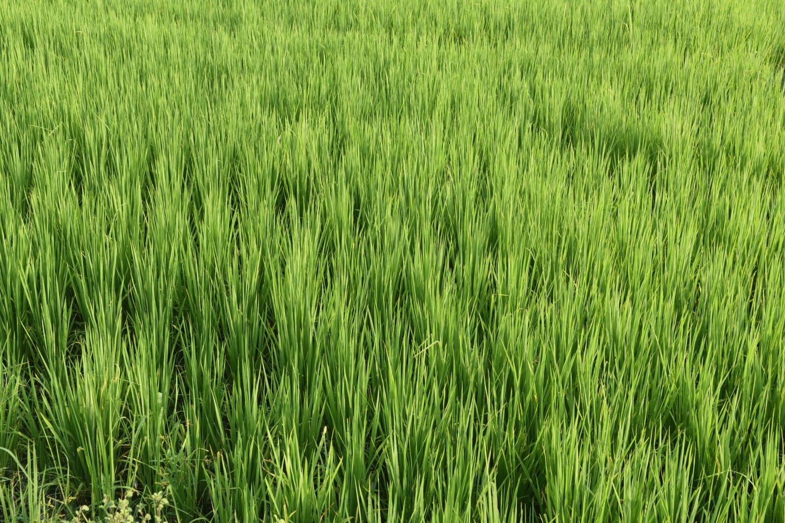 Nikon D750 sample photo. Nature, paddy, rice photography