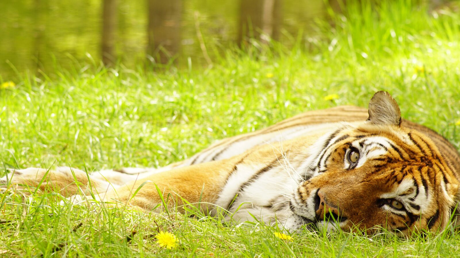 Sony ILCA-77M2 sample photo. Tiger, spring, animal photography