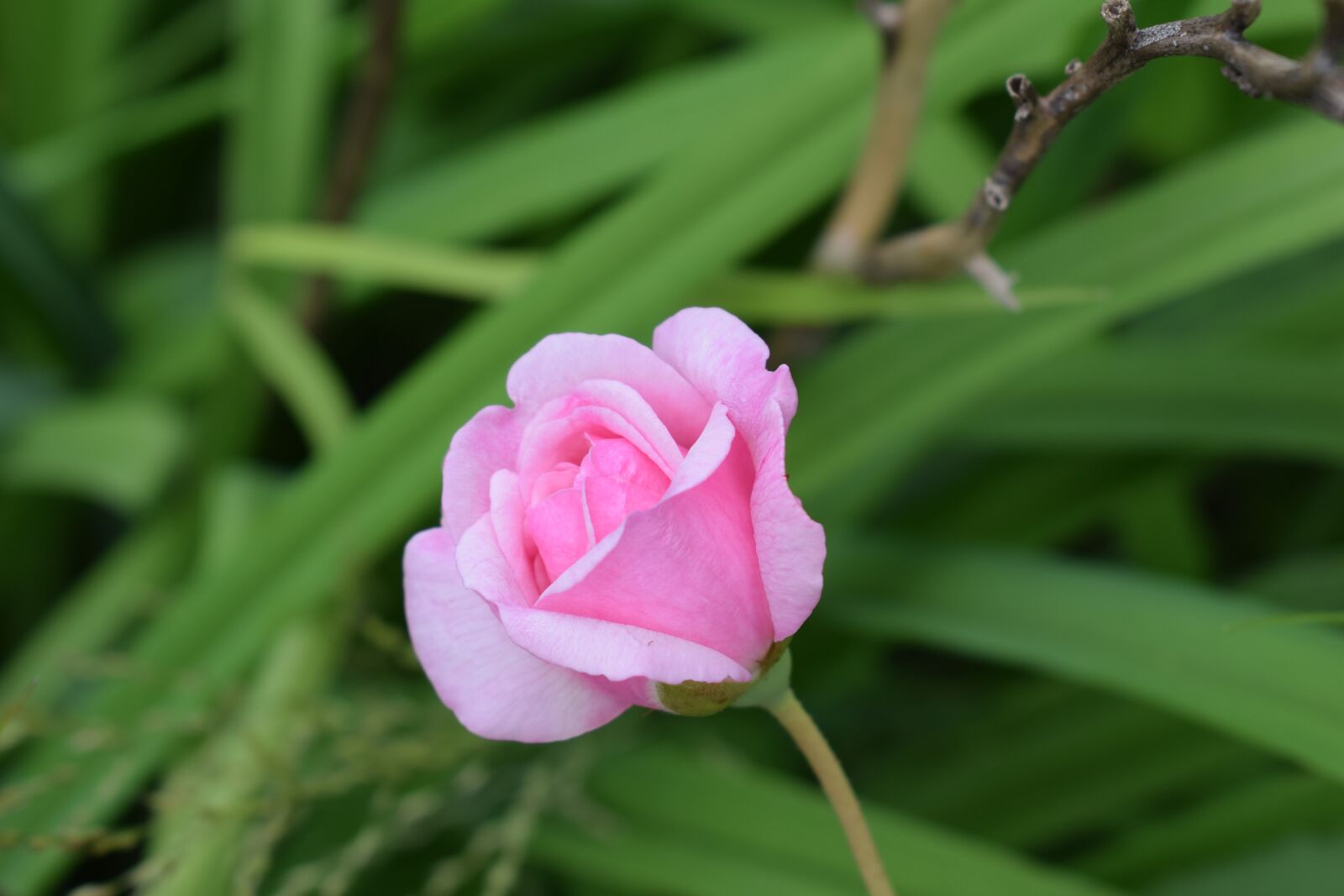 Nikon D3300 sample photo. Rose, flower, nature photography