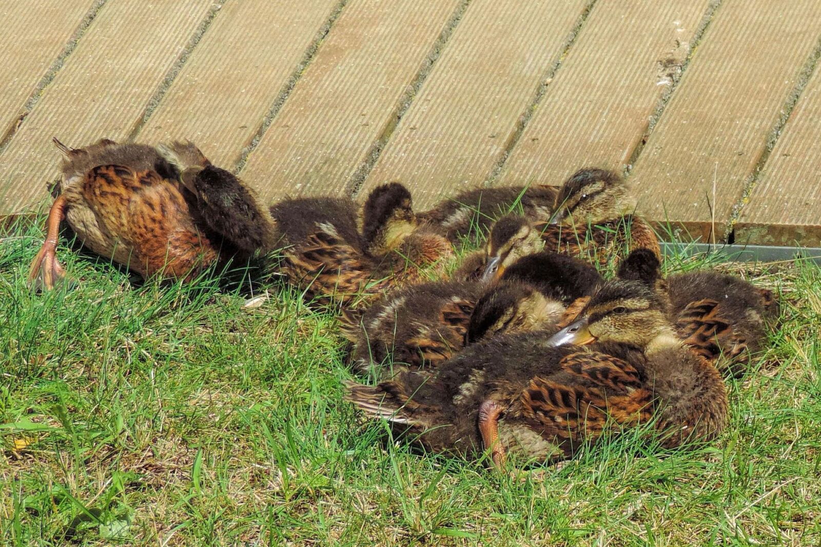 Nikon Coolpix P520 sample photo. Ducklings, feather, bill photography