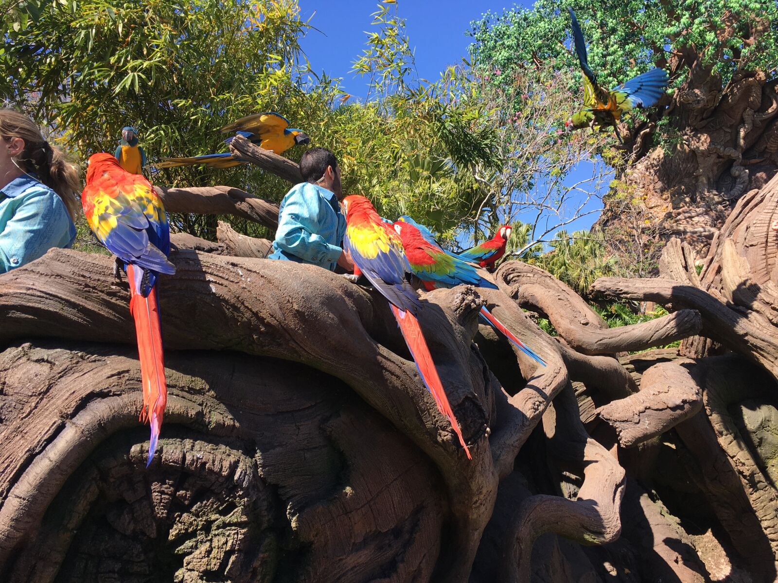 iPhone SE back camera 4.15mm f/2.2 sample photo. Red, parrots, rocks photography