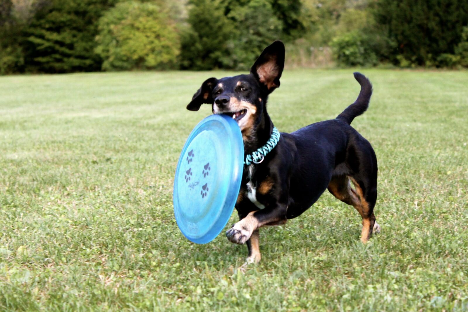 Canon EOS 1100D (EOS Rebel T3 / EOS Kiss X50) sample photo. Dachshund, frisbee, dog photography