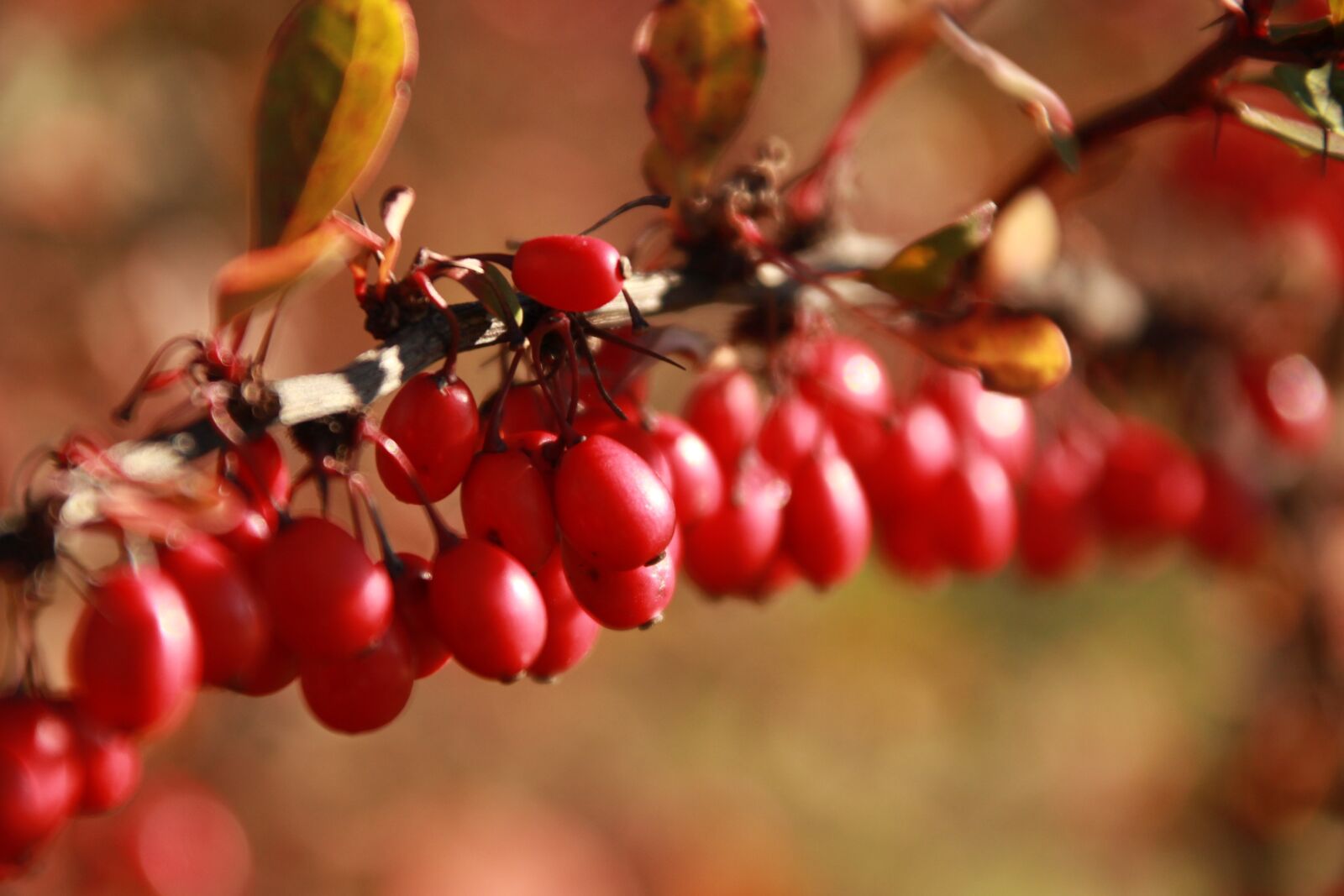 Canon EOS 100D (EOS Rebel SL1 / EOS Kiss X7) + Canon TS-E 90mm F2.8 Tilt-Shift sample photo. Autumn, fruit, yellow photography