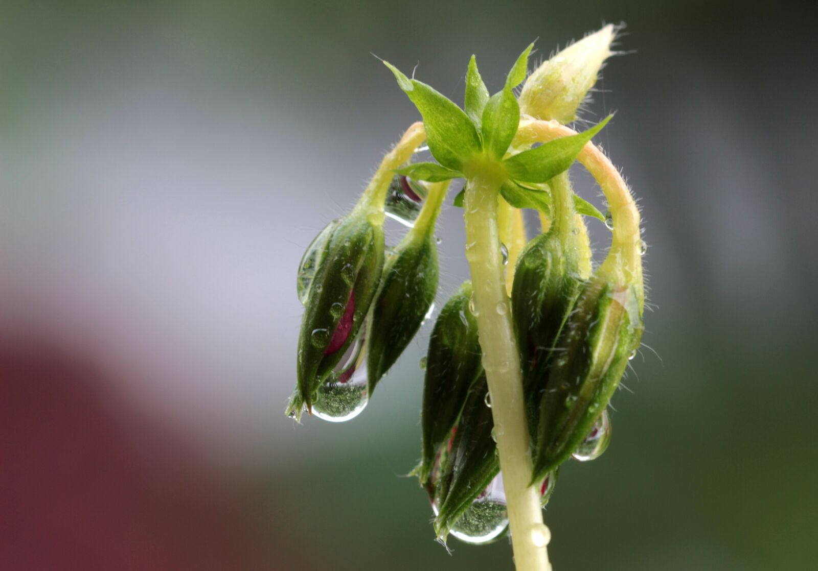 Canon EOS 650D (EOS Rebel T4i / EOS Kiss X6i) sample photo. Raindrop, drip, drop of photography
