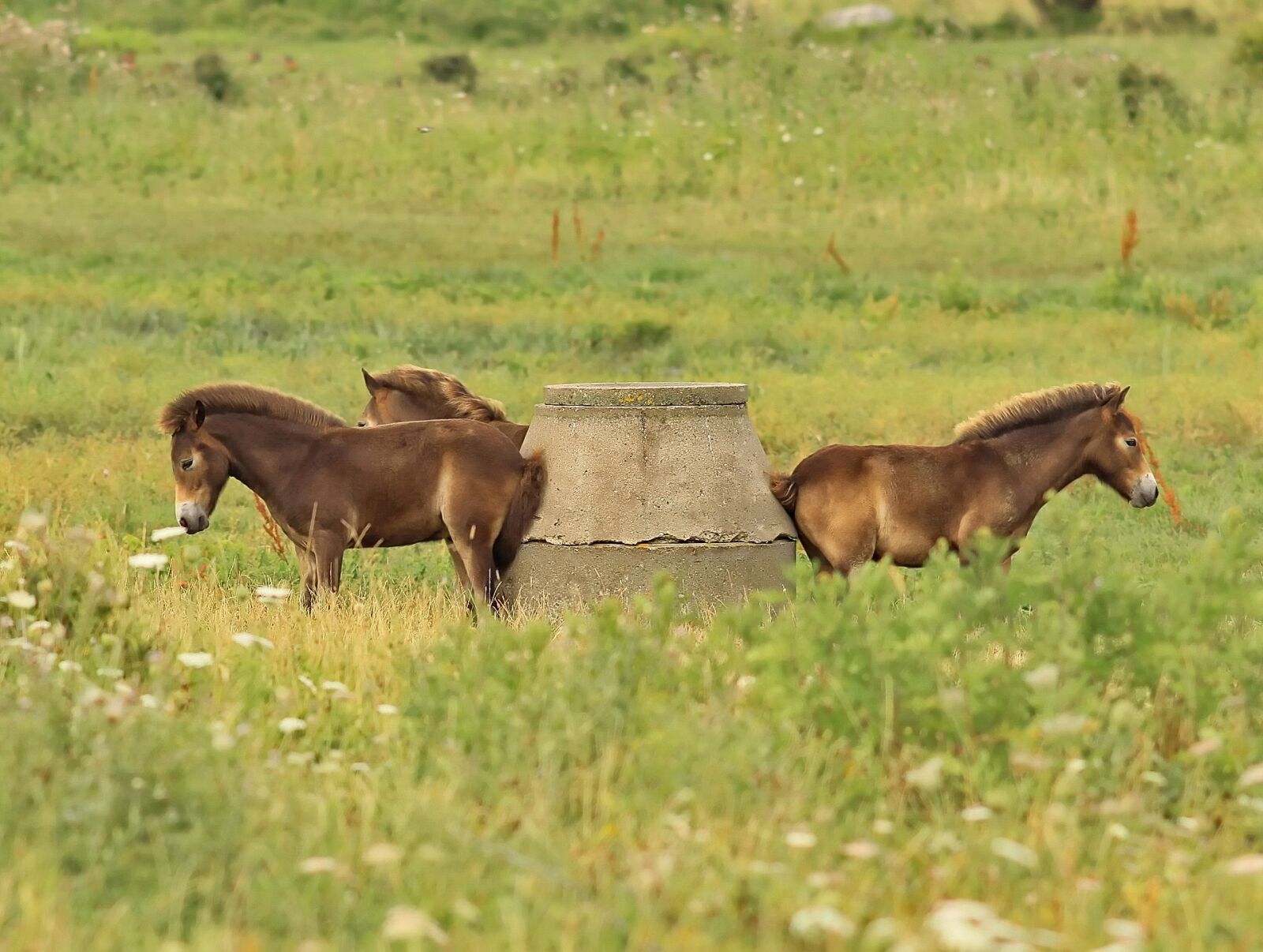 Canon EOS 50D sample photo. Horses well, ah nice photography