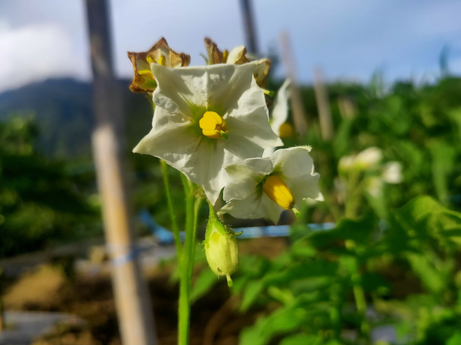 Realme 3 PRO sample photo. Bunga, pemandangan, indah photography