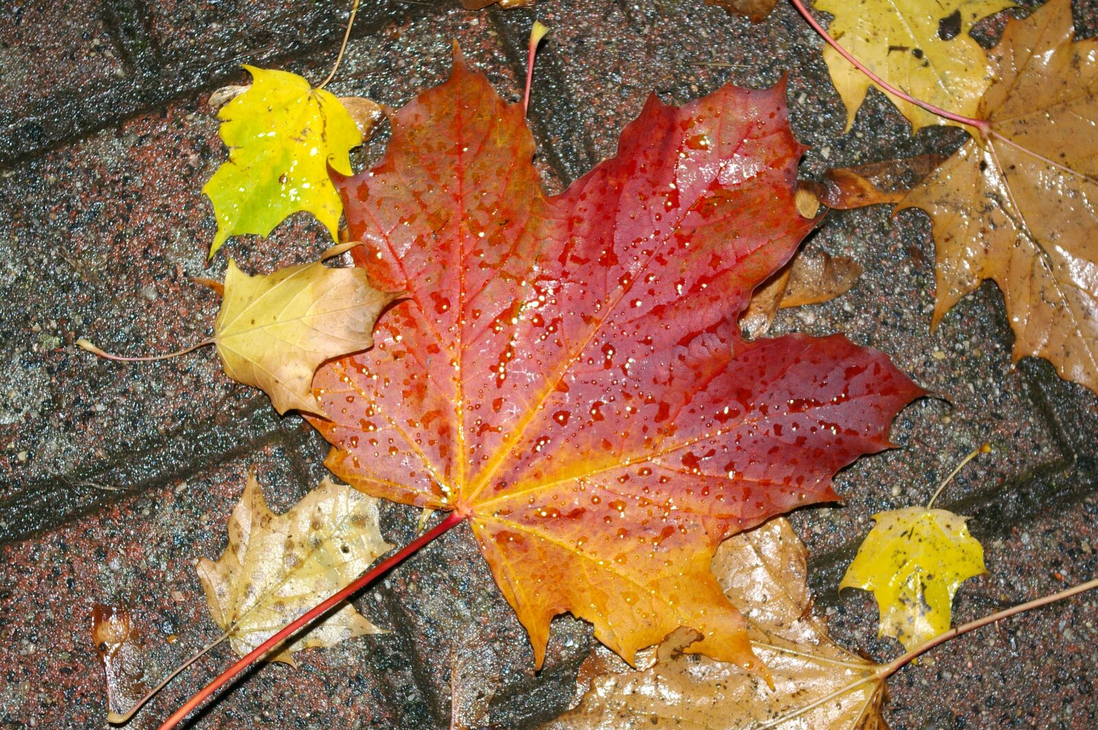 Pentax *ist DL2 sample photo. Autumn, leaves, nature photography