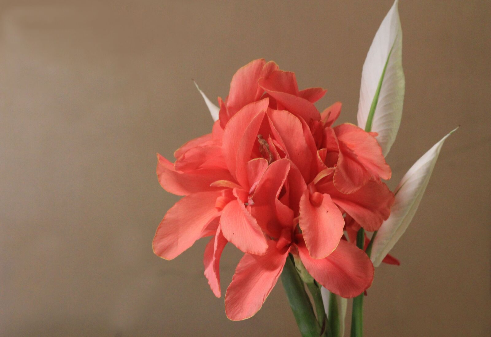 Canon EOS 60D + Canon EF 50mm F1.8 II sample photo. Flower, flora, nature photography