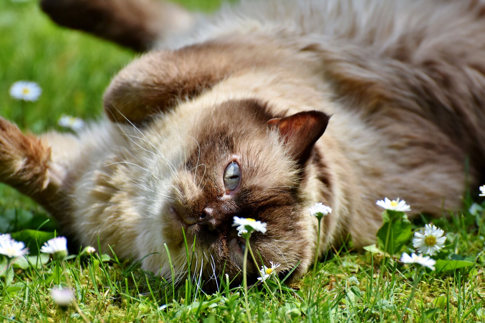 Nikon D7200 sample photo. Cat, breed cat, british photography