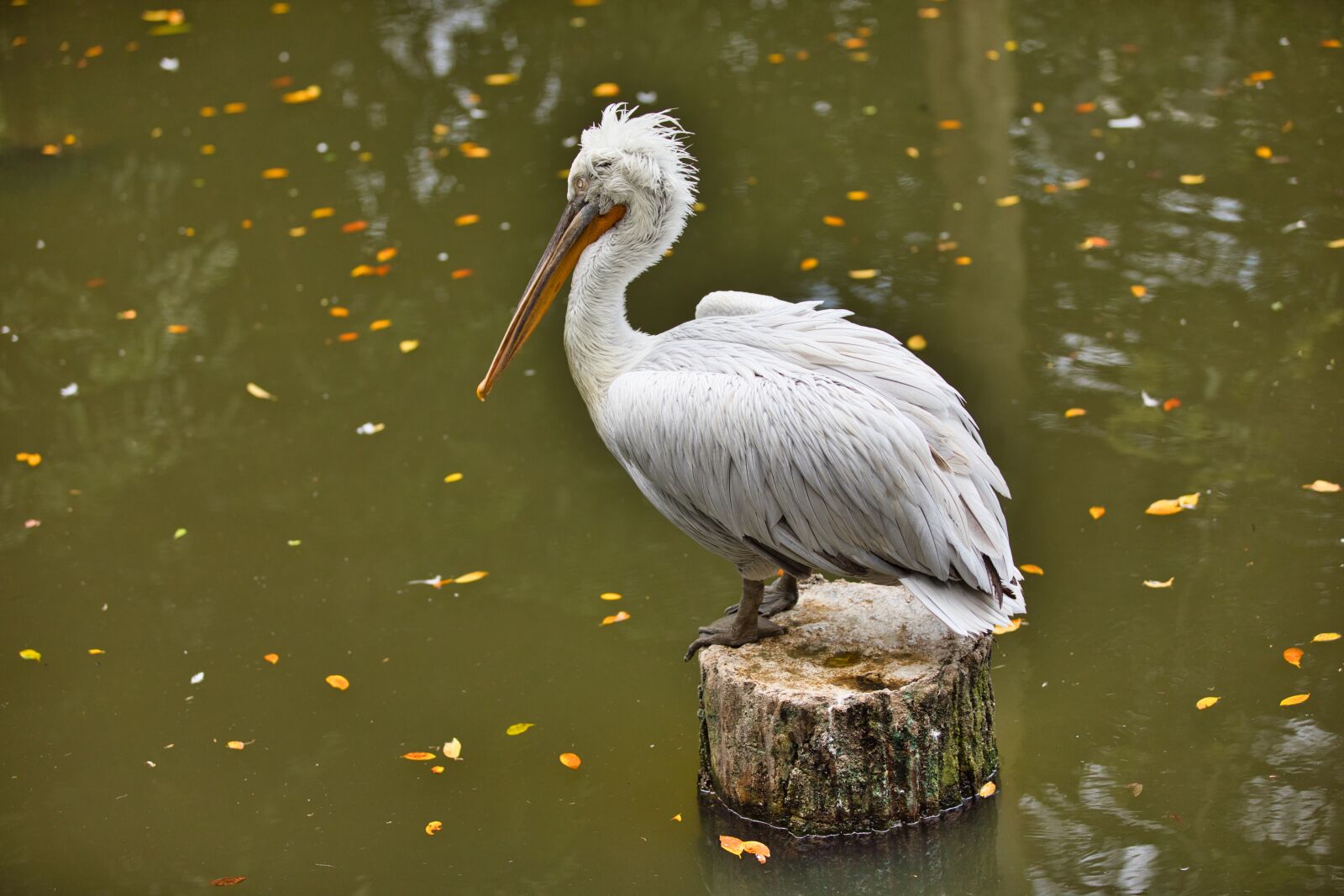 Canon EF 70-200mm F2.8L IS II USM sample photo. Bird, flagmingo, animal photography
