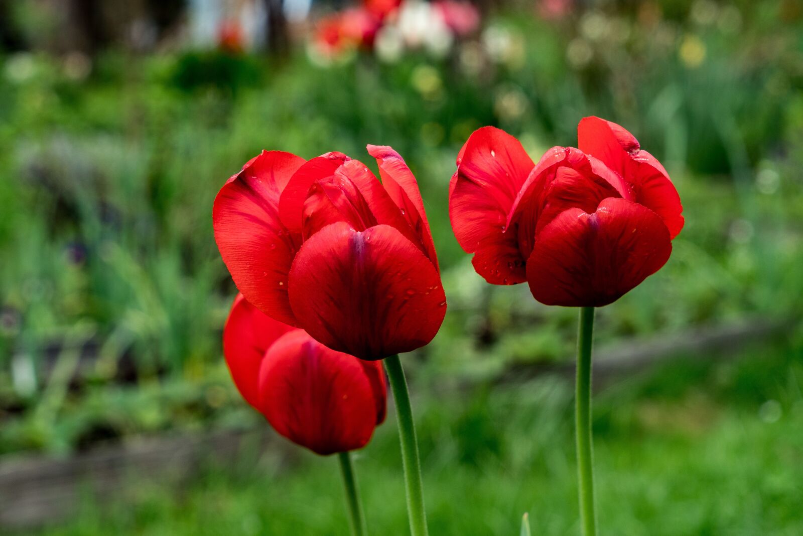 Sony a6300 + Sony Vario Tessar T* FE 24-70mm F4 ZA OSS sample photo. Tulips, flowers, petals photography