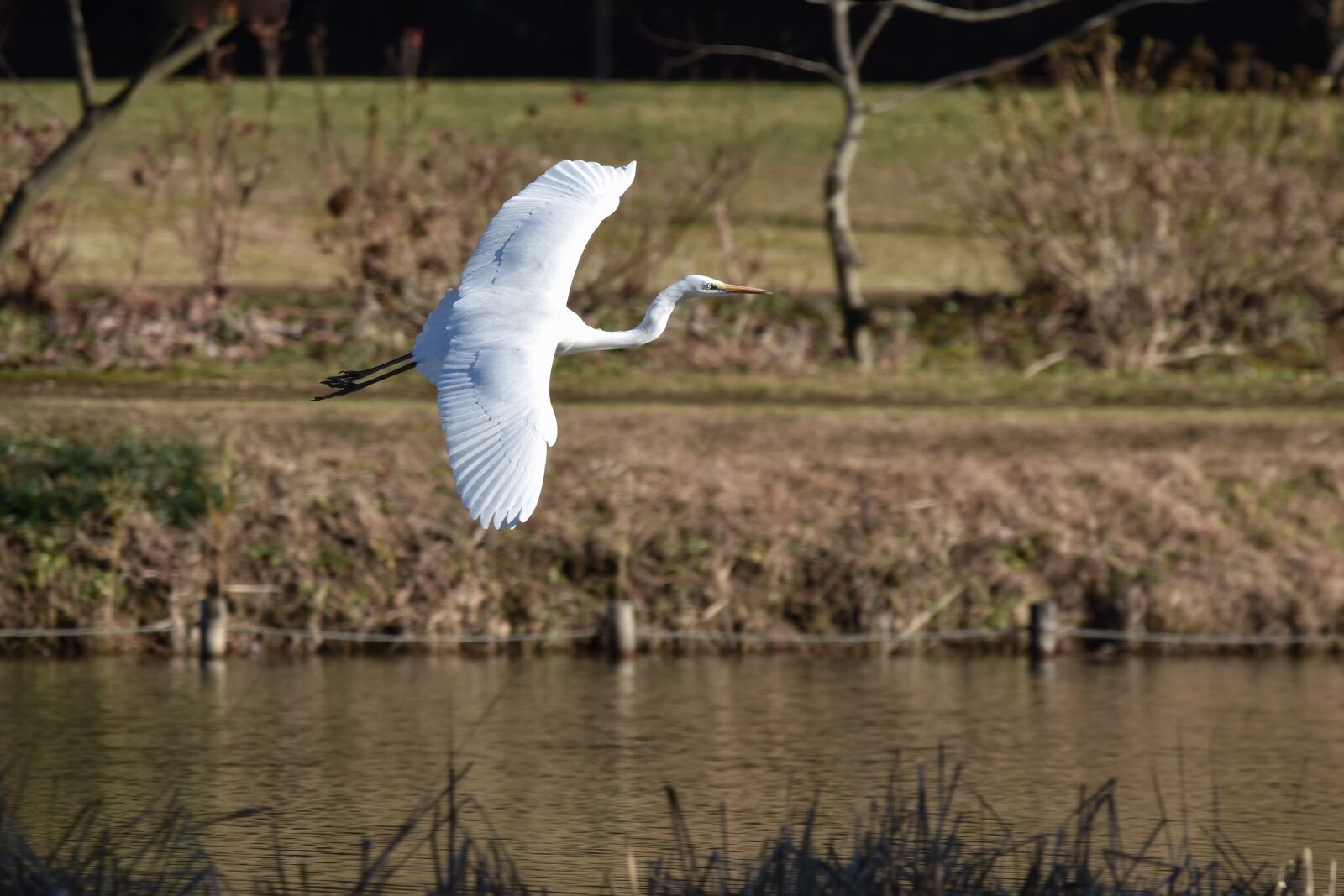 Nikon D7200 sample photo. Animal, pond, water photography