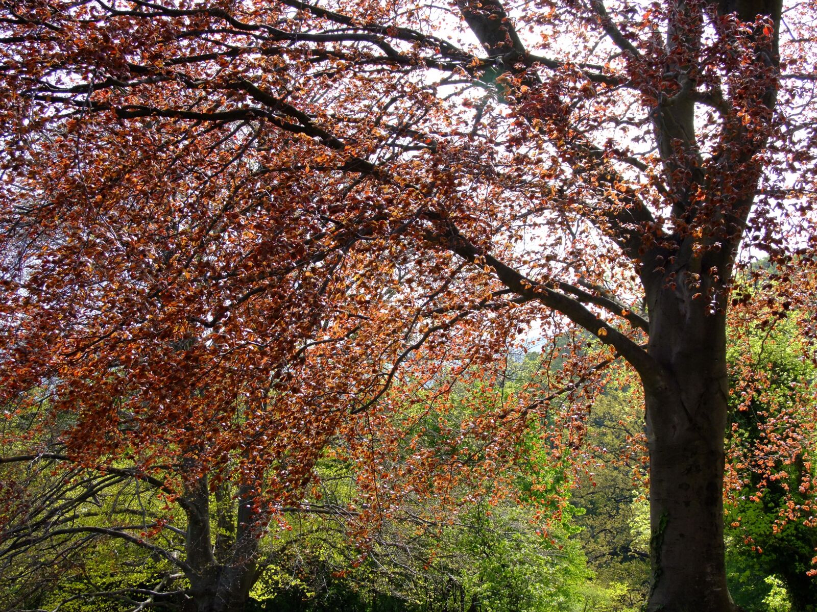 FujiFilm FinePix S200EXR (FinePix S205EXR) sample photo. Beech, copper beech, fagus photography