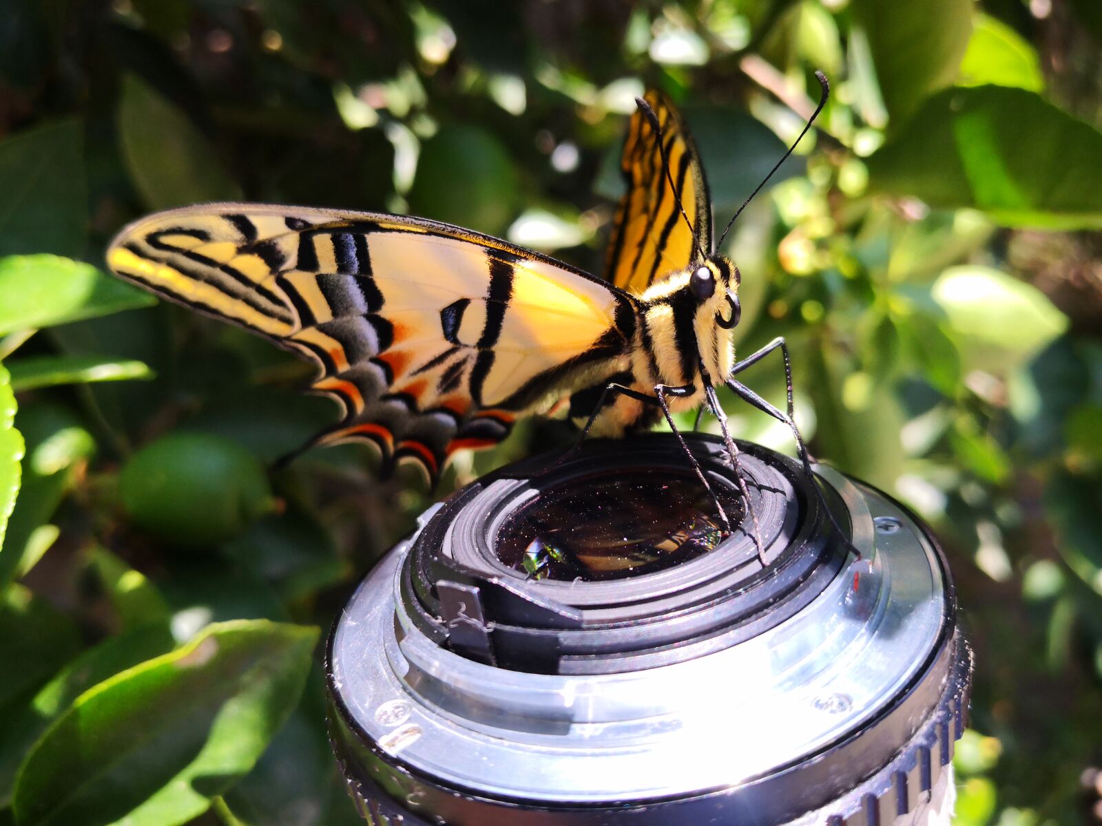 HUAWEI Mate 10 Pro sample photo. Insect, butterfly, monarch photography