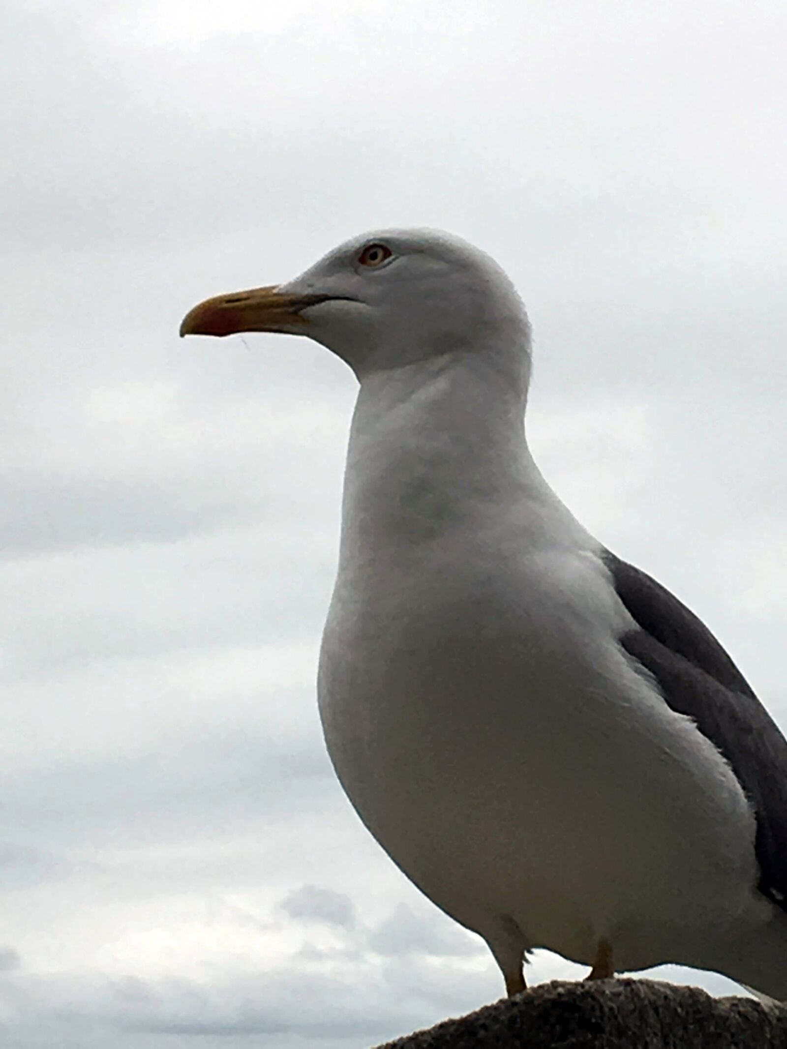 iPhone SE back camera 4.15mm f/2.2 sample photo. Seagull, wild, bird photography