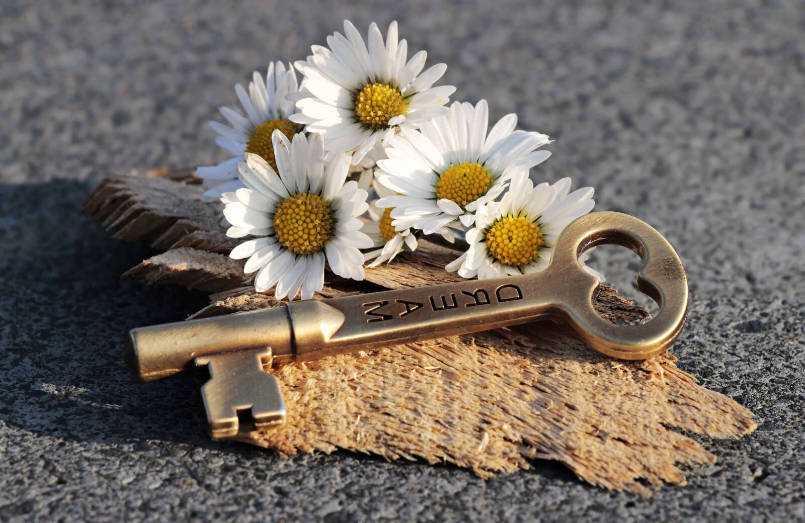 Canon EOS 100D (EOS Rebel SL1 / EOS Kiss X7) sample photo. Shadow, concrete, daisy, still photography