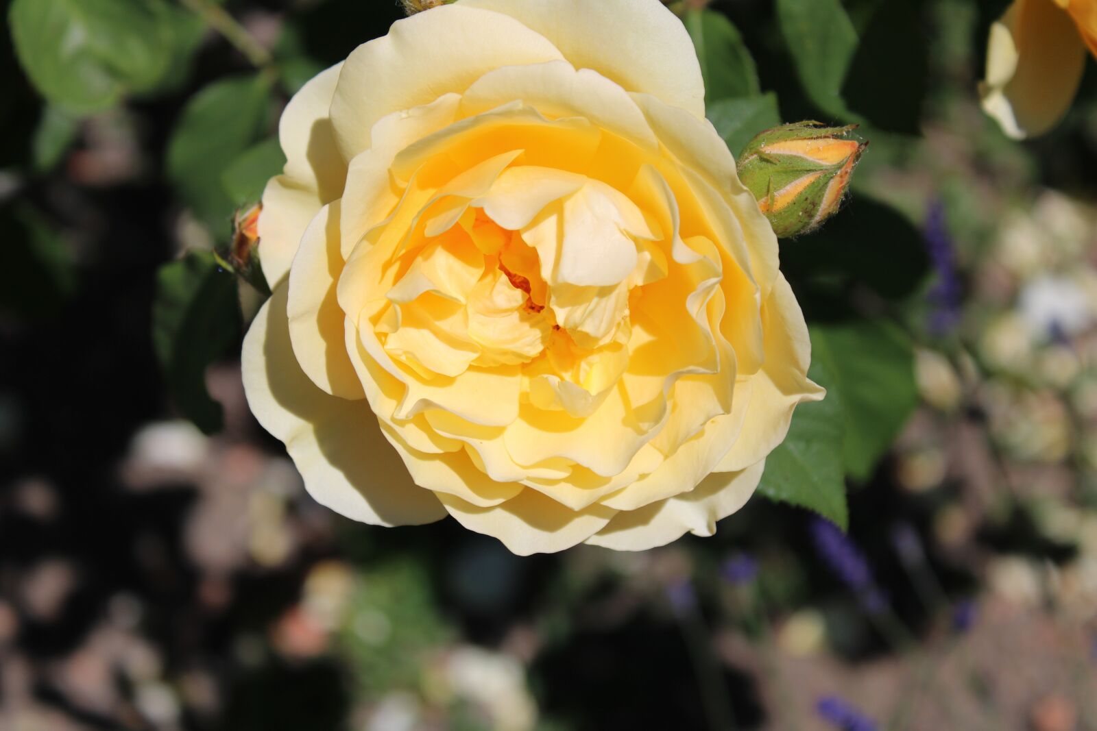 Canon EOS 2000D (EOS Rebel T7 / EOS Kiss X90 / EOS 1500D) sample photo. Rose, yellow, white photography