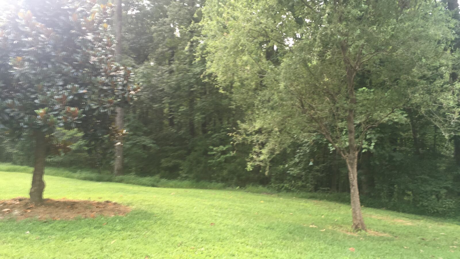 iPhone SE back camera 4.15mm f/2.2 sample photo. Trees, virginia, usa photography
