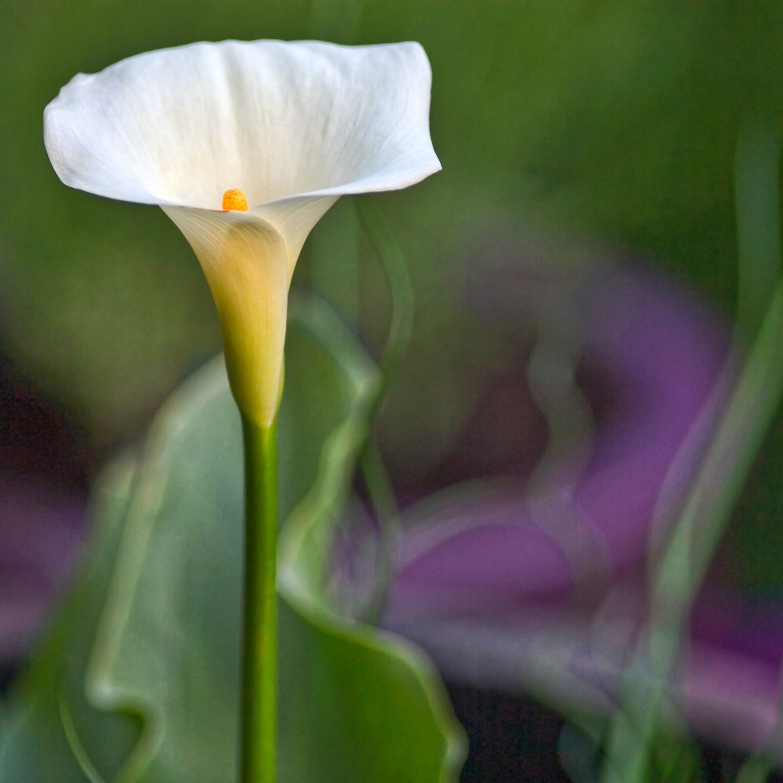 Canon EOS D60 sample photo. Zantedeschia, aethiopica, calla photography