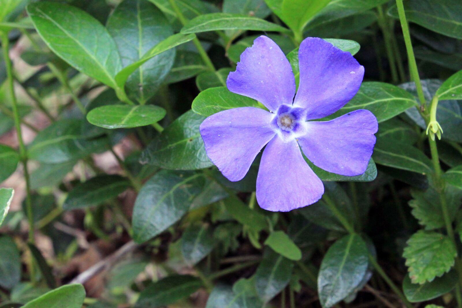 Canon EOS 500D (EOS Rebel T1i / EOS Kiss X3) sample photo. Periwinkle, vinca, blue photography