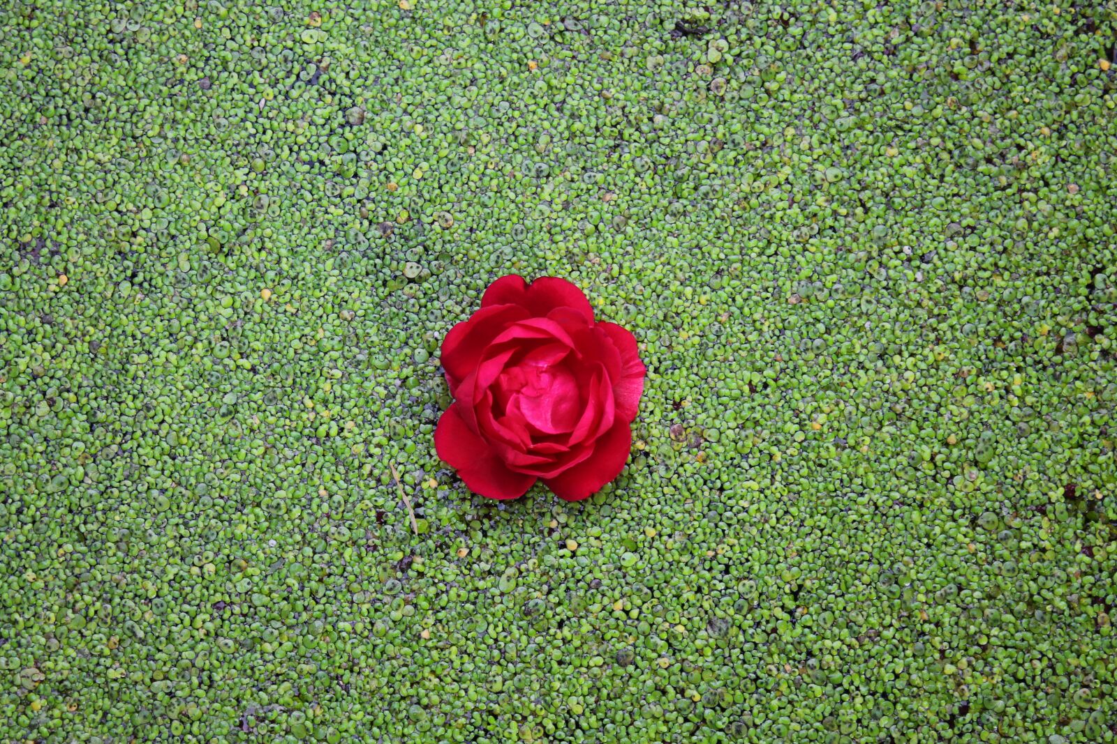 Canon EOS 1100D (EOS Rebel T3 / EOS Kiss X50) sample photo. Rose, river, wild rose photography
