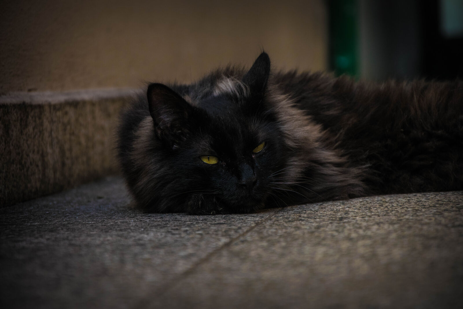 Nikon D5300 sample photo. Adobe, lightroom, animal, argentina photography