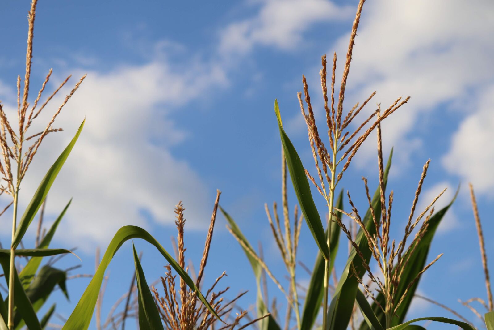 Canon EOS 200D (EOS Rebel SL2 / EOS Kiss X9) + Canon EF-S 55-250mm F4-5.6 IS STM sample photo. Corn, plant, cornfield photography