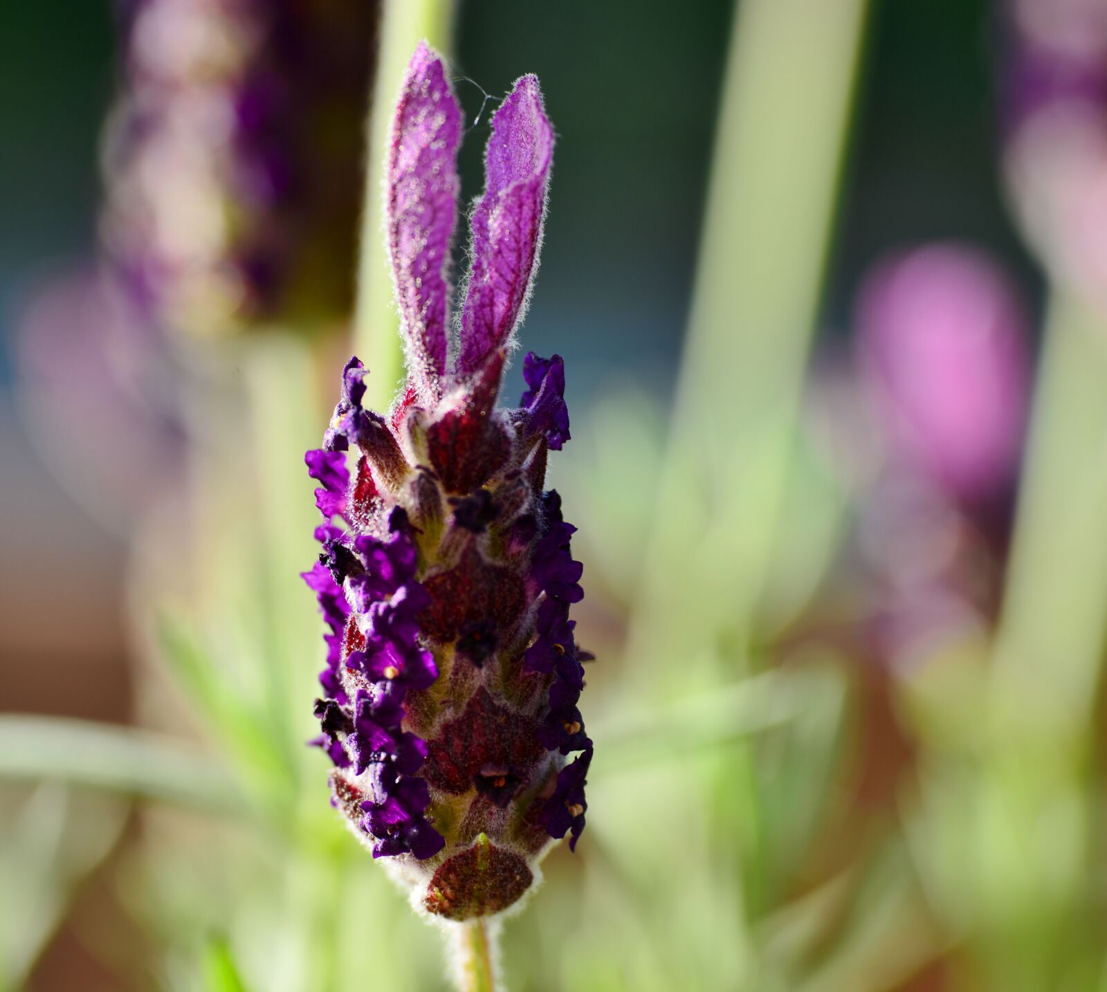 Nikon D600 sample photo. Lavender, purple, flower photography