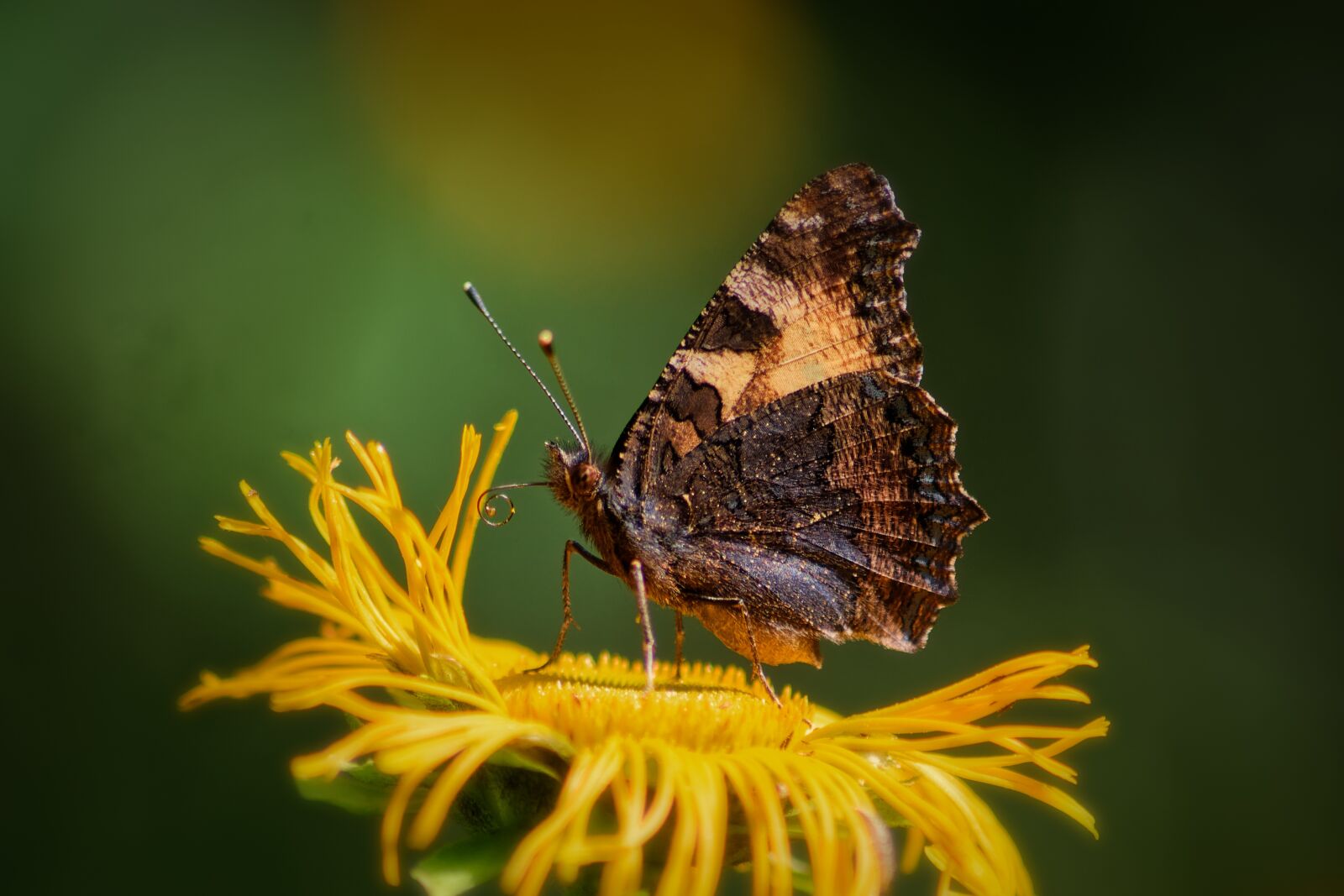Canon EOS 1100D (EOS Rebel T3 / EOS Kiss X50) sample photo. Summer, macro, butterfly photography